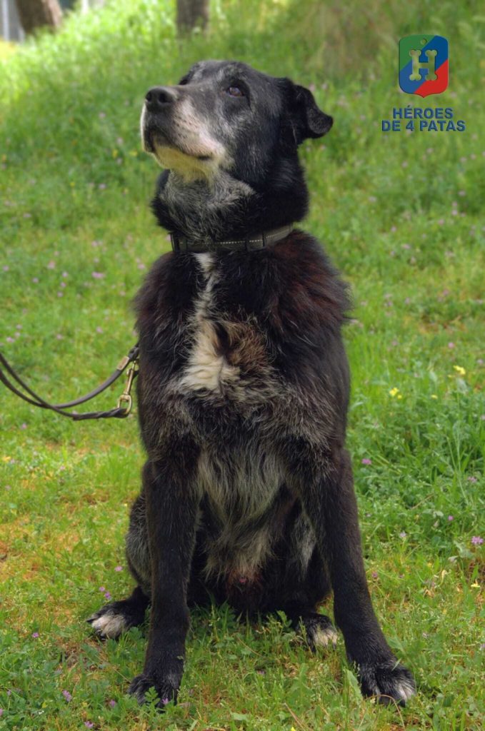Nico, Mestizo de Labrador y Pastor Belga Malinois