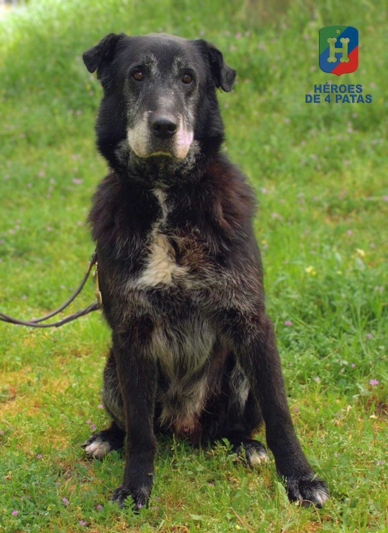 Nico, Mestizo de Labrador y Pastor Belga Malinois
