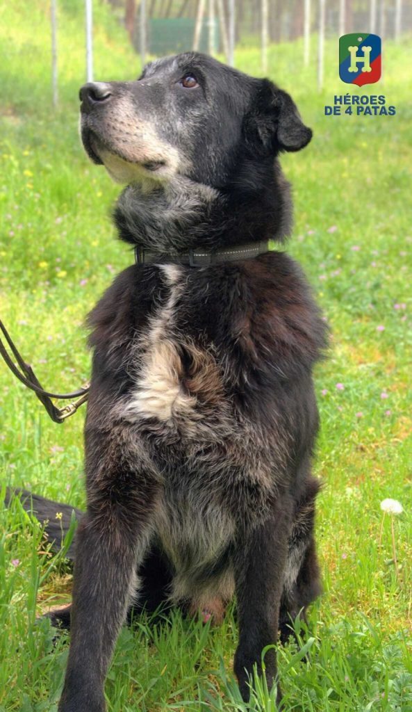 Nico, Mestizo de Labrador y Pastor Belga Malinois