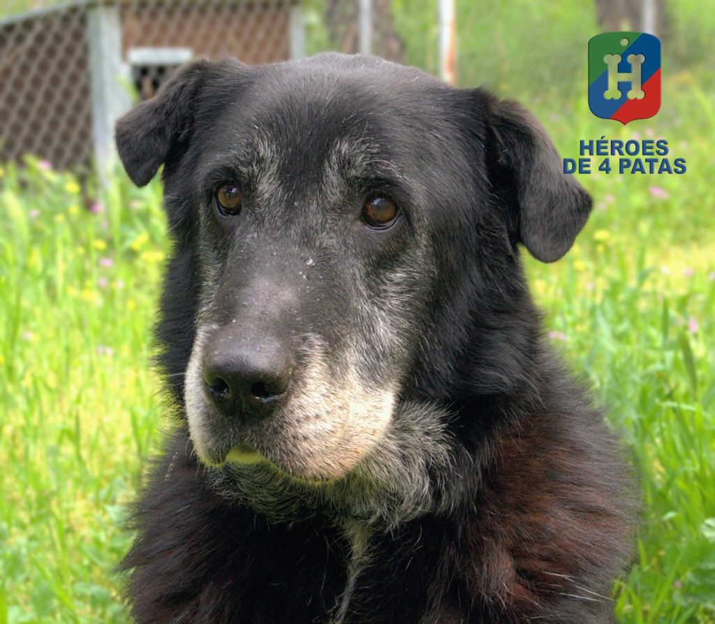 Nico, Mestizo de Labrador y Pastor Belga Malinois