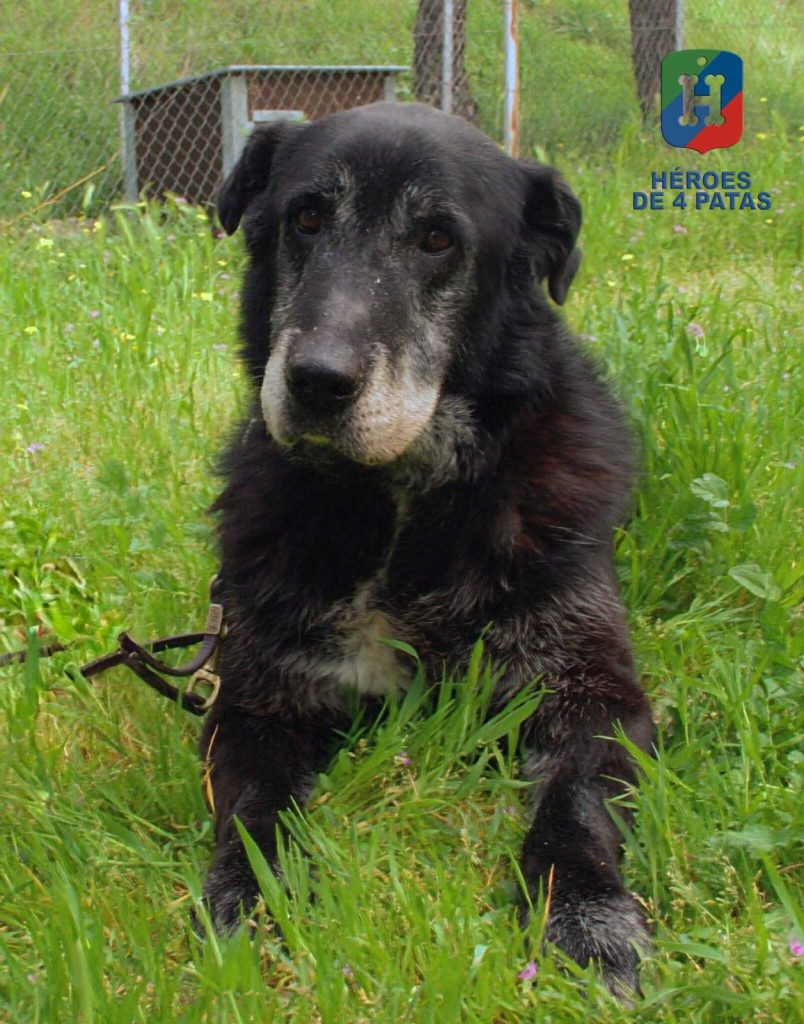 Nico, Mestizo de Labrador y Pastor Belga Malinois