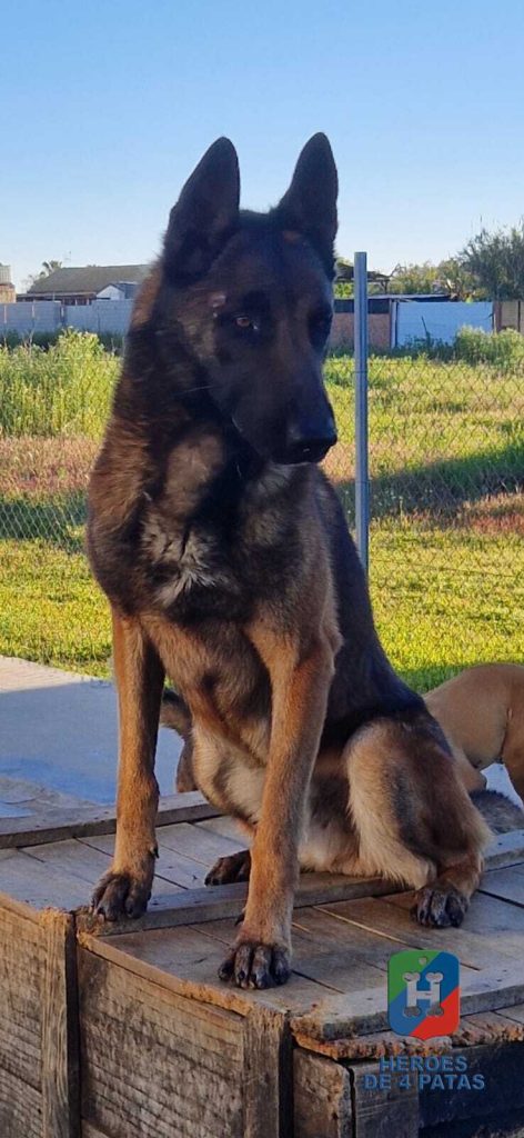 Ryu, Pastor Belga Malinois