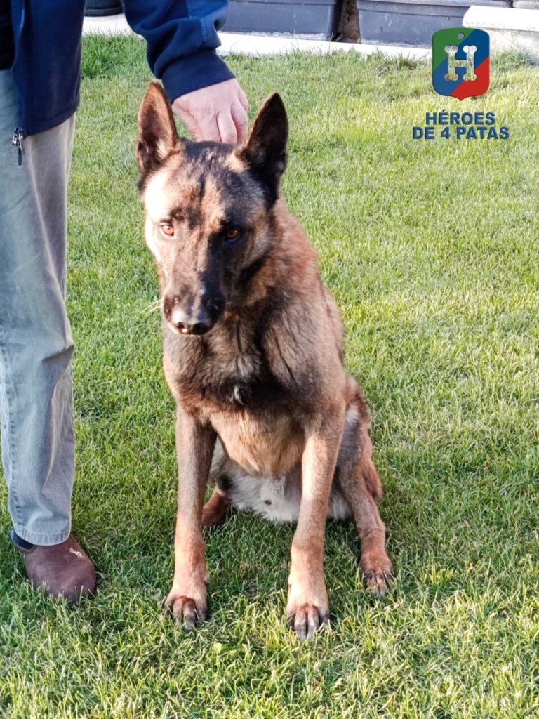 Buba, Pastor Belga Malinois