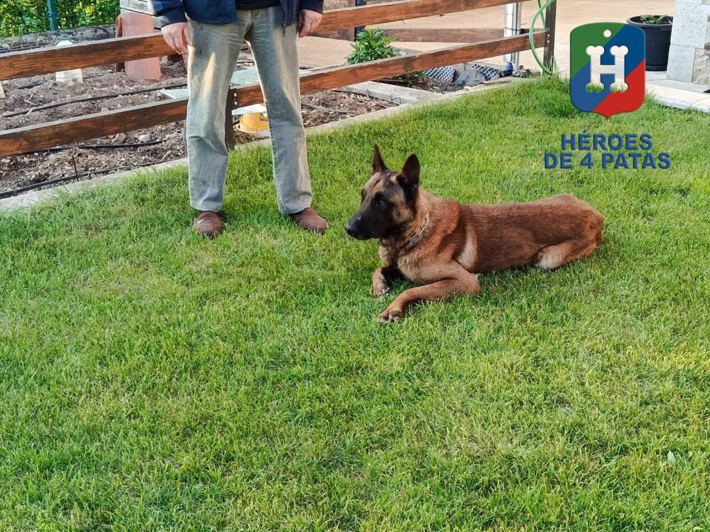 Buba, Pastor Belga Malinois