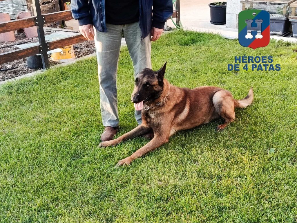 Buba, Pastor Belga Malinois