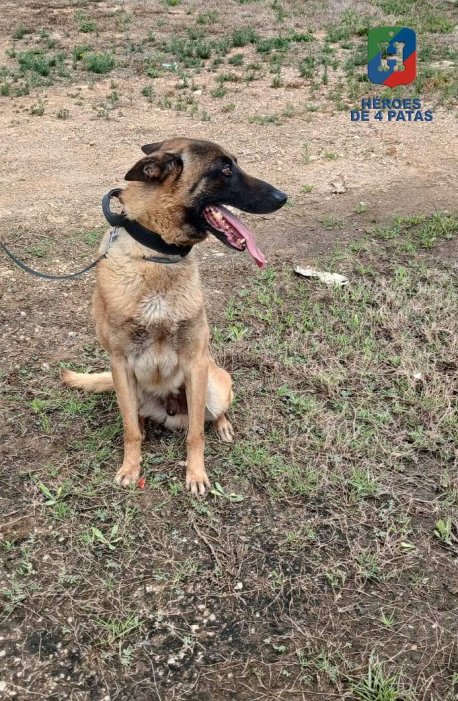 Arthur, Pastor Belga Malinois