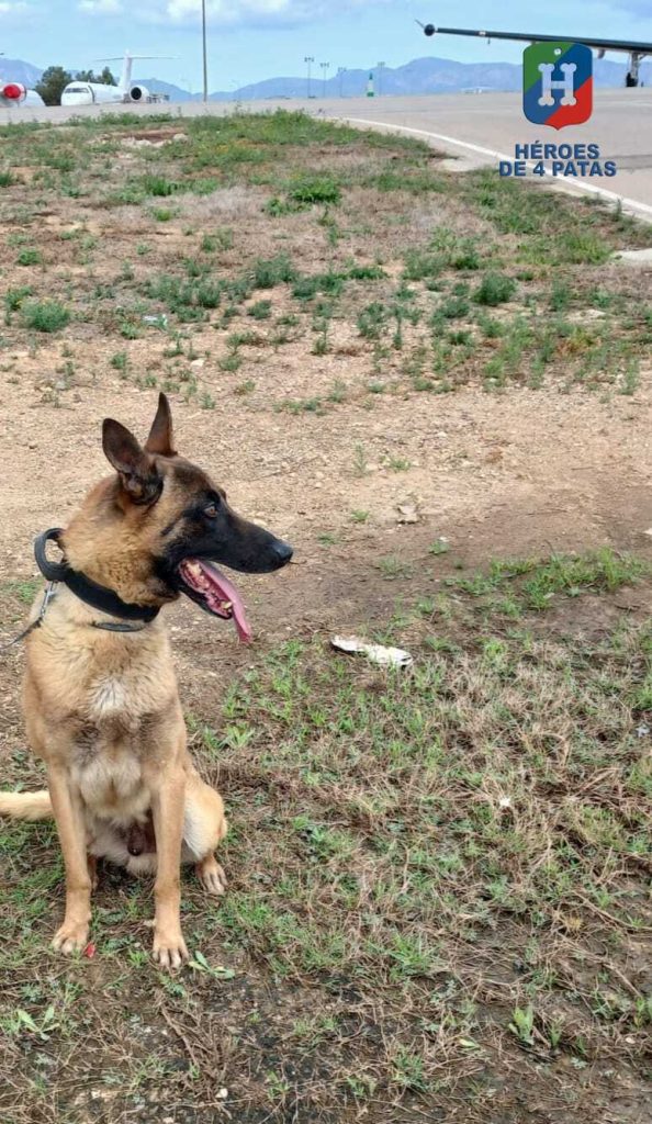 Arthur, Pastor Belga Malinois