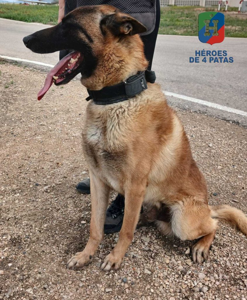 Arthur, Pastor Belga Malinois