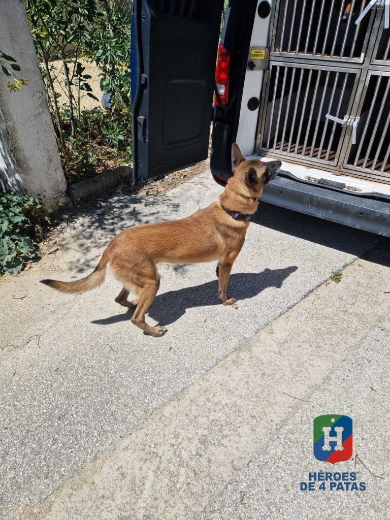 Mía, Pastor Belga Malinois