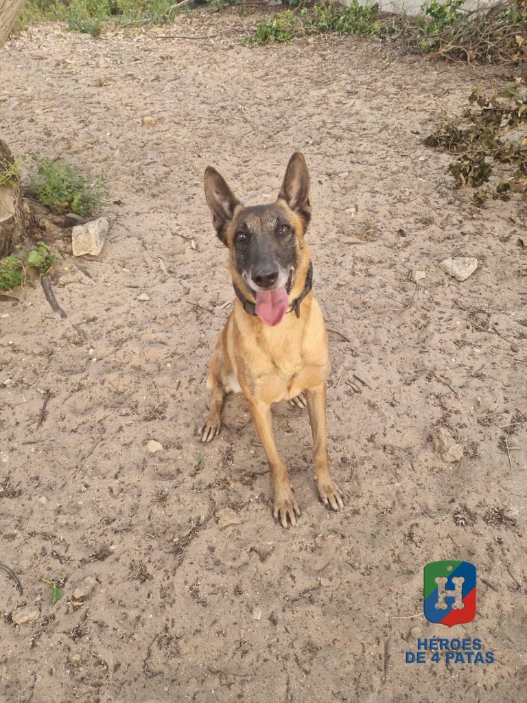 Mía, Pastor Belga Malinois