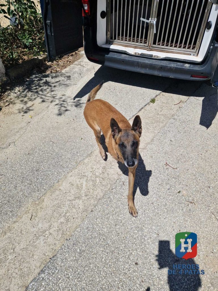Mía, Pastor Belga Malinois