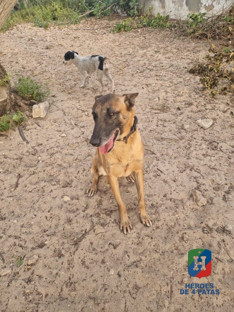 Mía, Pastor Belga Malinois