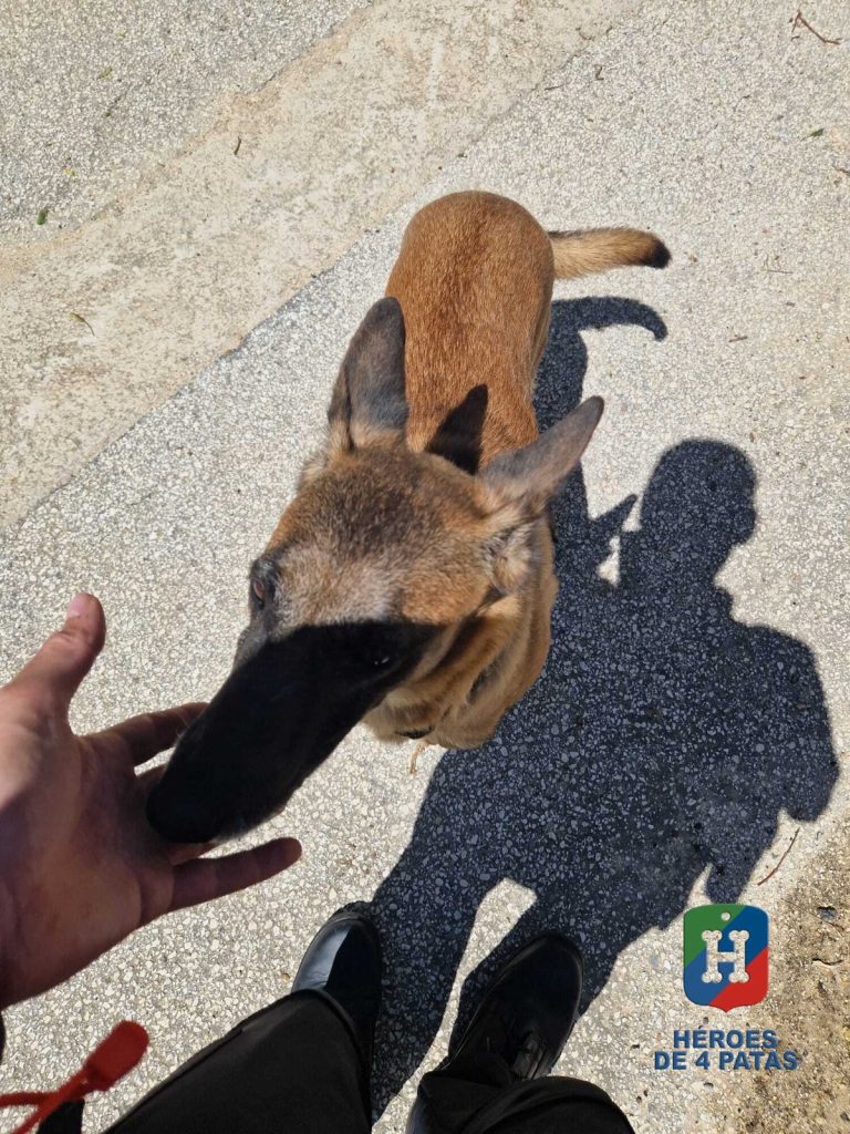 Mía, Pastor Belga Malinois