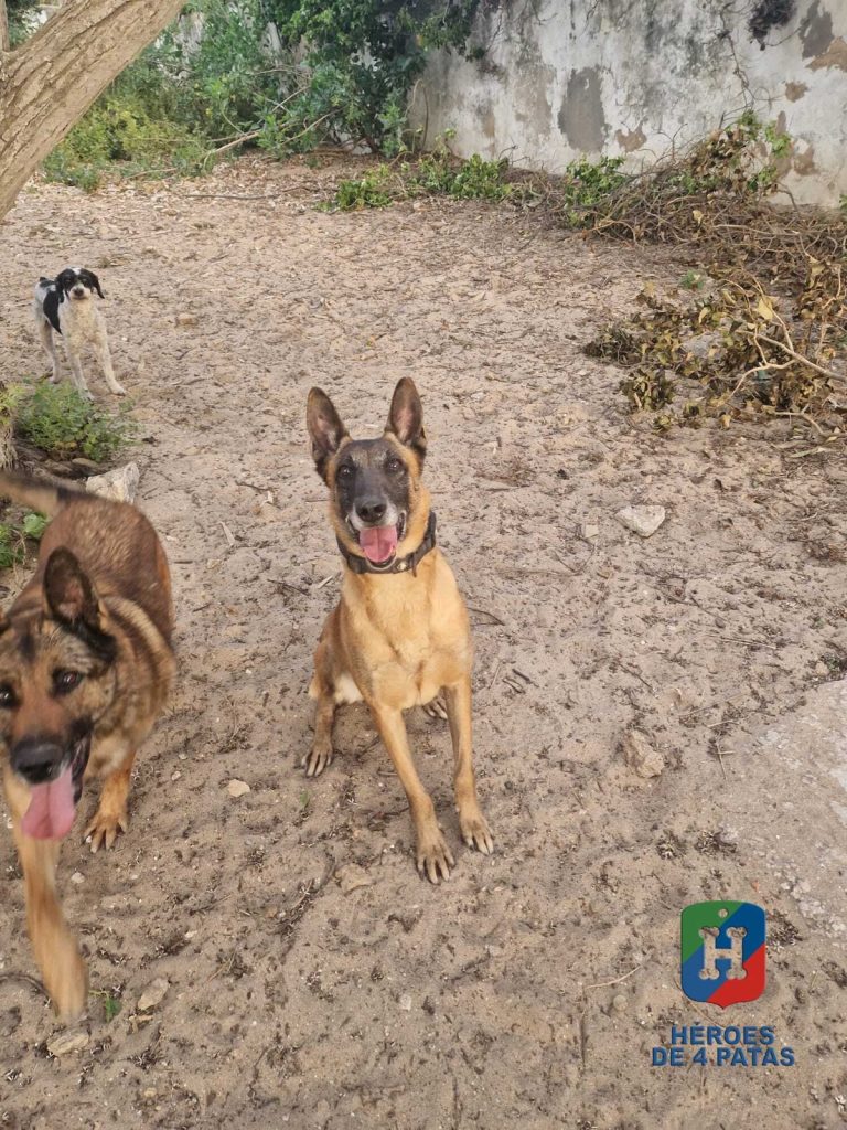 Mía, Pastor Belga Malinois