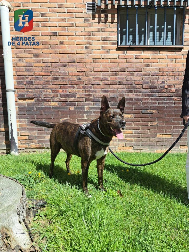 Thor, Mestizo