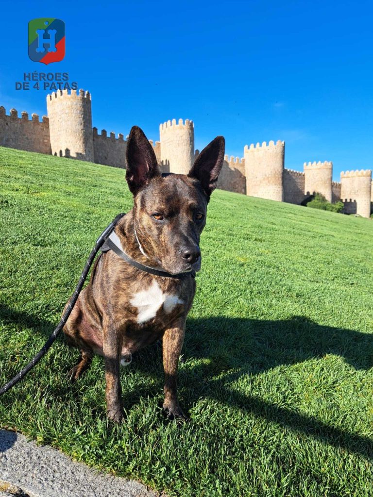 Thor, Mestizo