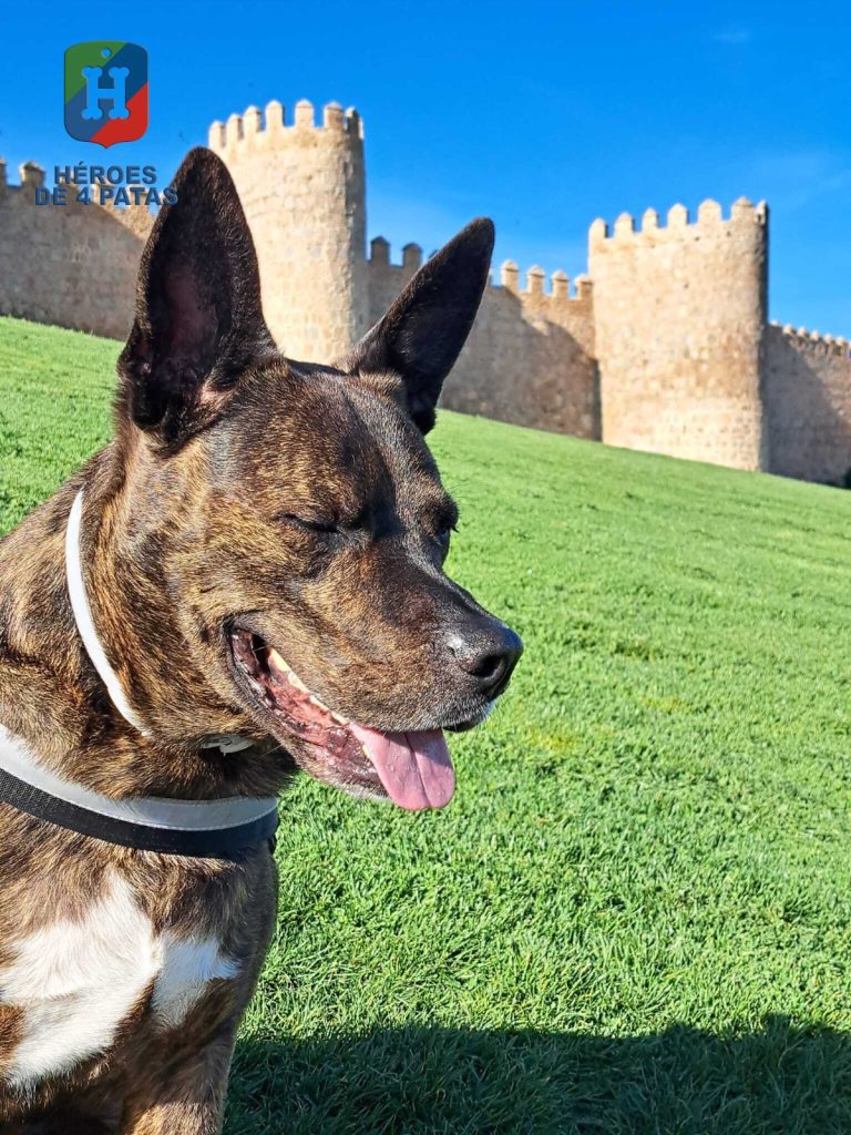 Thor, Mestizo