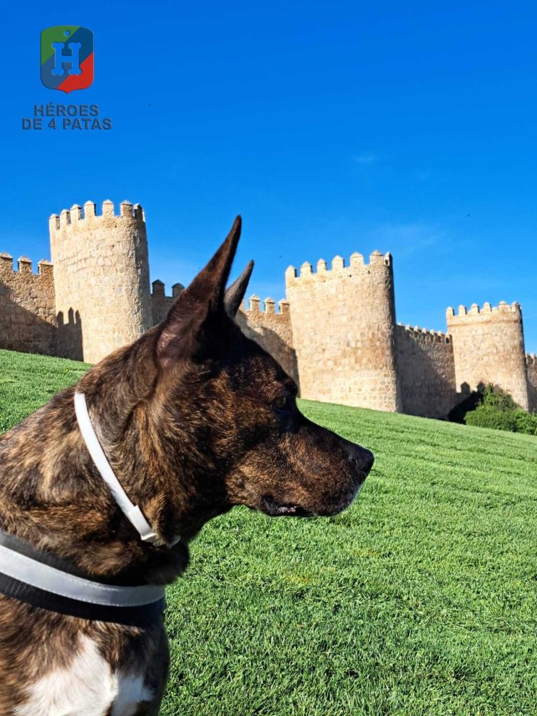 Thor, Mestizo