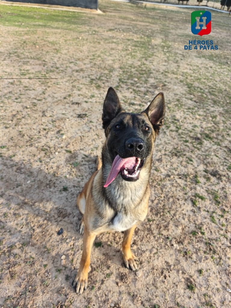 Canelo, Pastor Belga Malinois