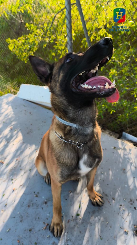 Canelo, Pastor Belga Malinois