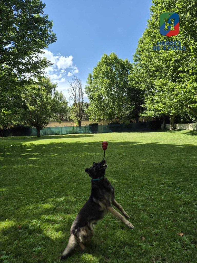 Drew, Pastor Belga Malinois
