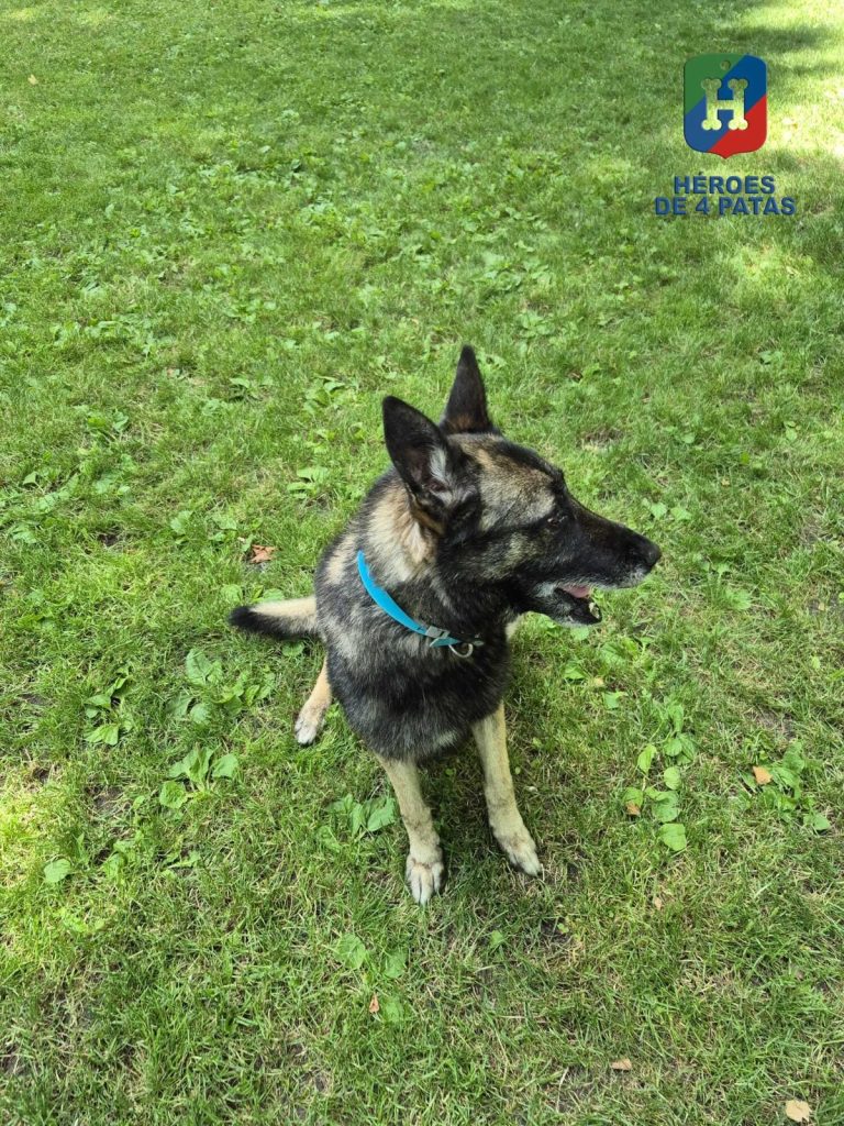 Drew, Pastor Belga Malinois