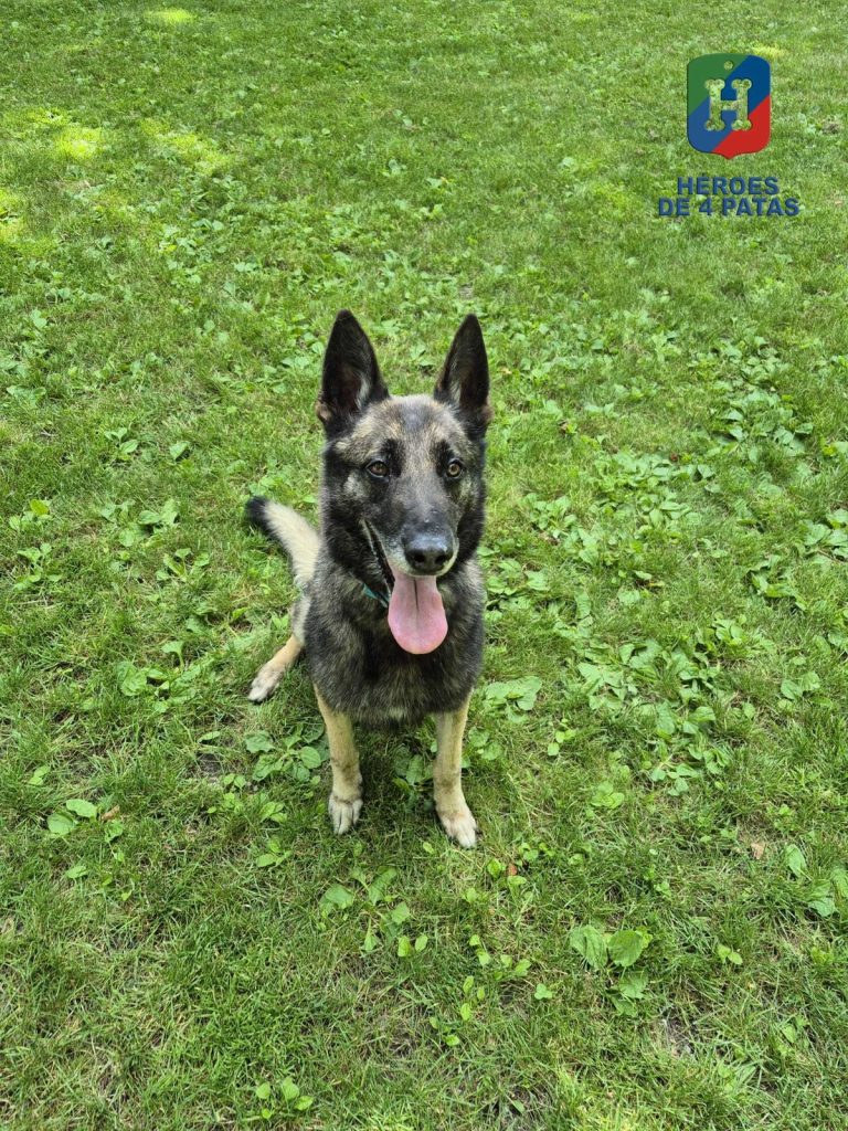 Drew, Pastor Belga Malinois