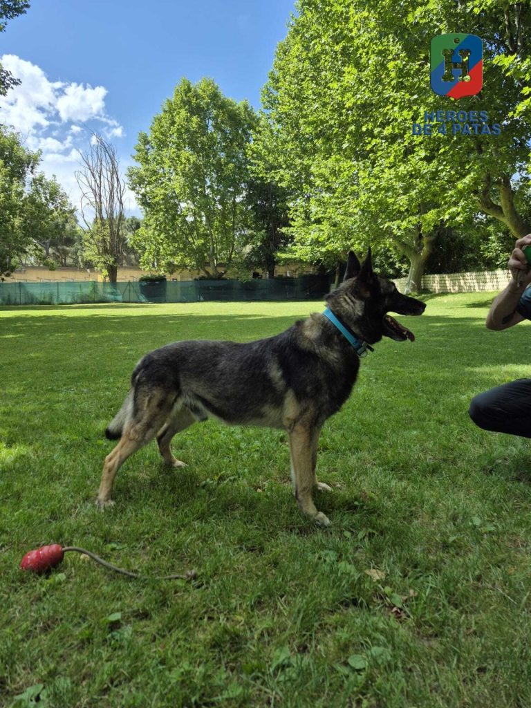 Drew, Pastor Belga Malinois