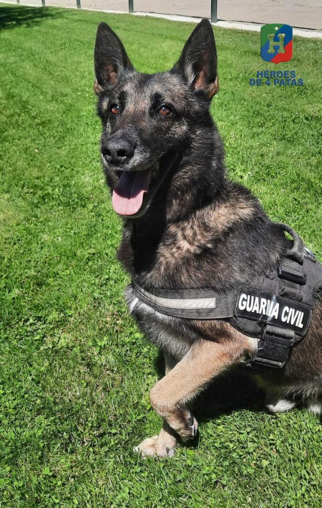 Drew, Pastor Belga Malinois