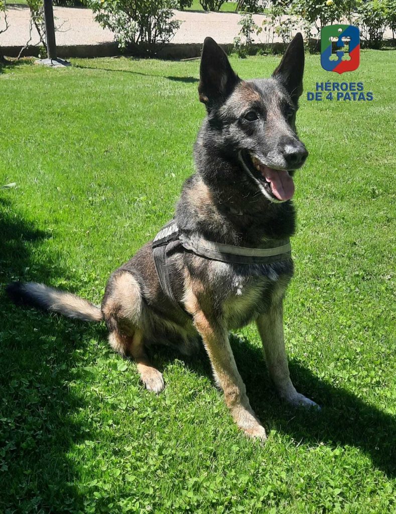 Drew, Pastor Belga Malinois