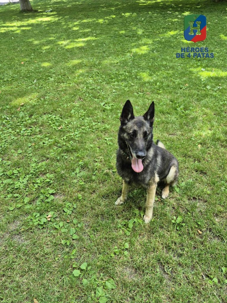 Drew, Pastor Belga Malinois