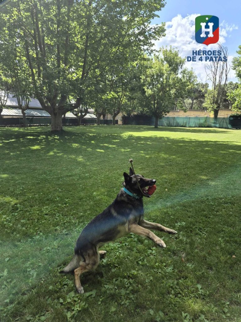 Drew, Pastor Belga Malinois