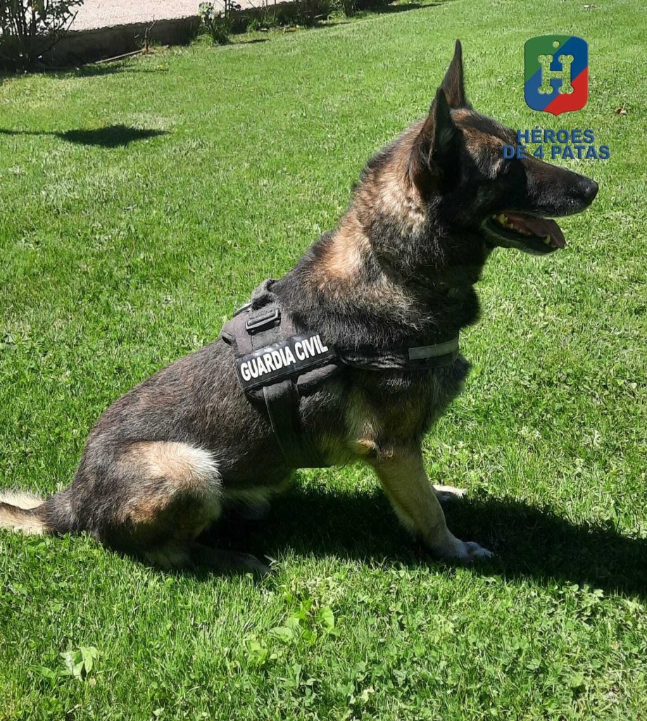 Drew, Pastor Belga Malinois