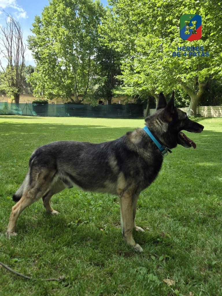 Drew, Pastor Belga Malinois