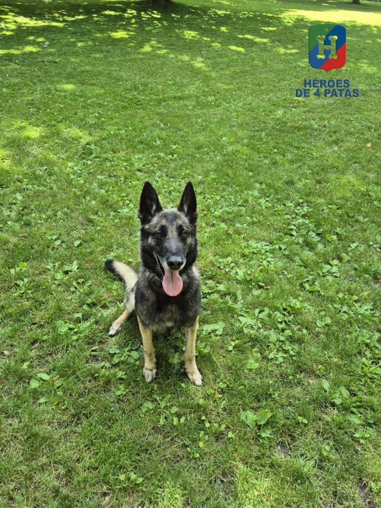 Drew, Pastor Belga Malinois