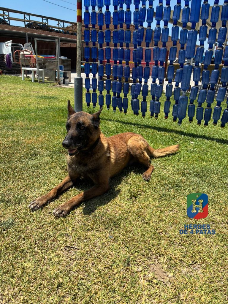Goku, Pastor Belga Malinois