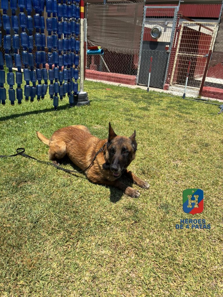Goku, Pastor Belga Malinois