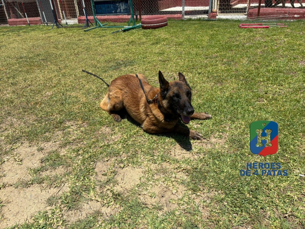 Goku, Pastor Belga Malinois