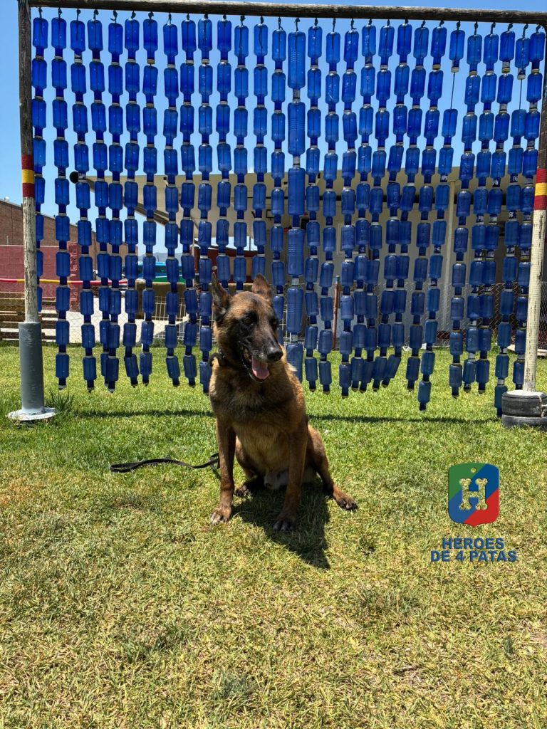 Goku, Pastor Belga Malinois