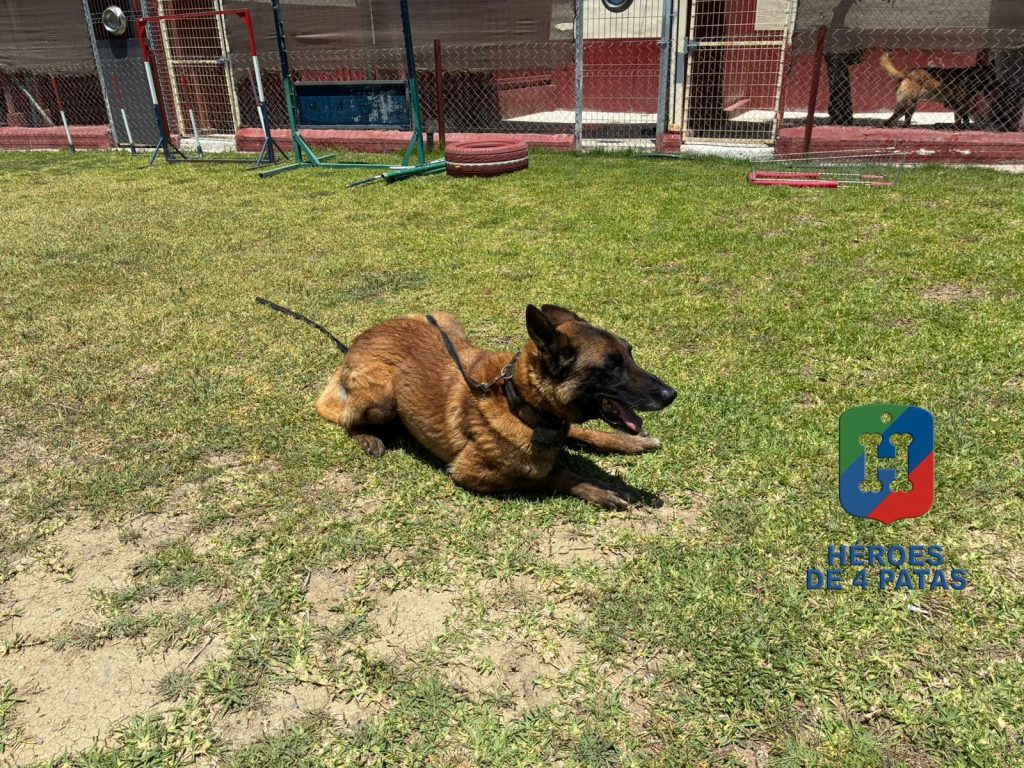 Goku, Pastor Belga Malinois