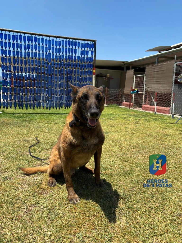 Goku, Pastor Belga Malinois