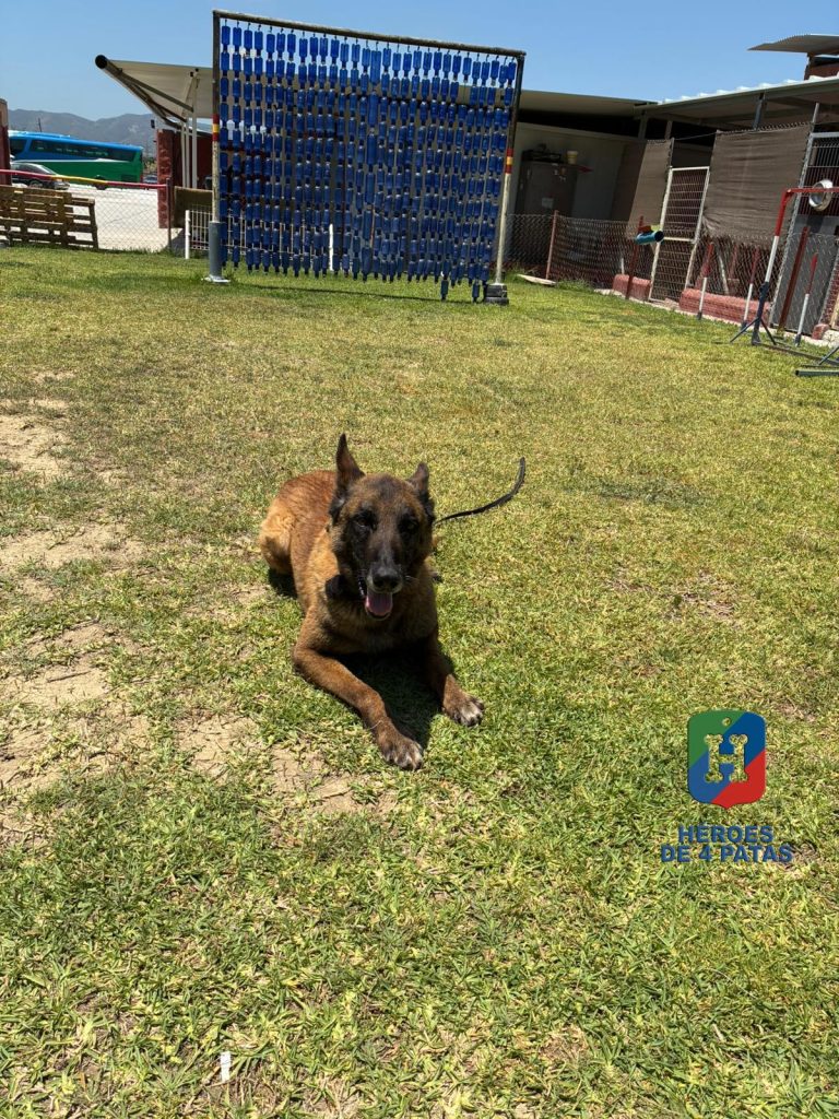 Goku, Pastor Belga Malinois