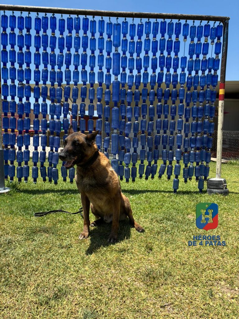 Goku, Pastor Belga Malinois