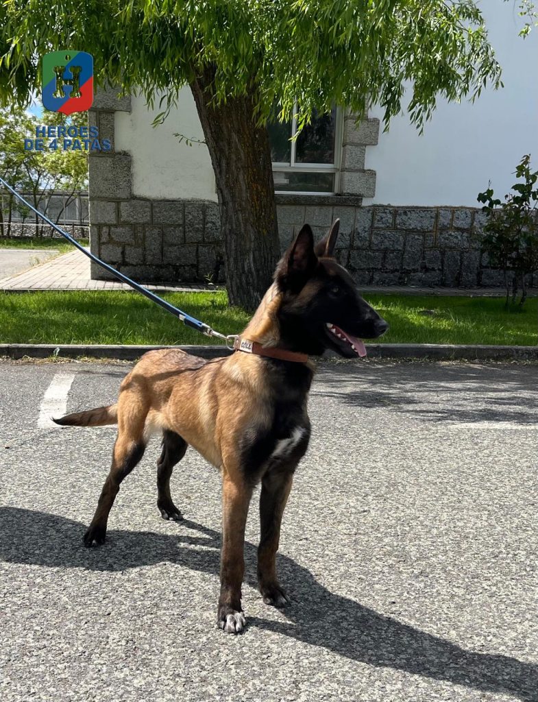 Coll, Pastor Belga Malinois