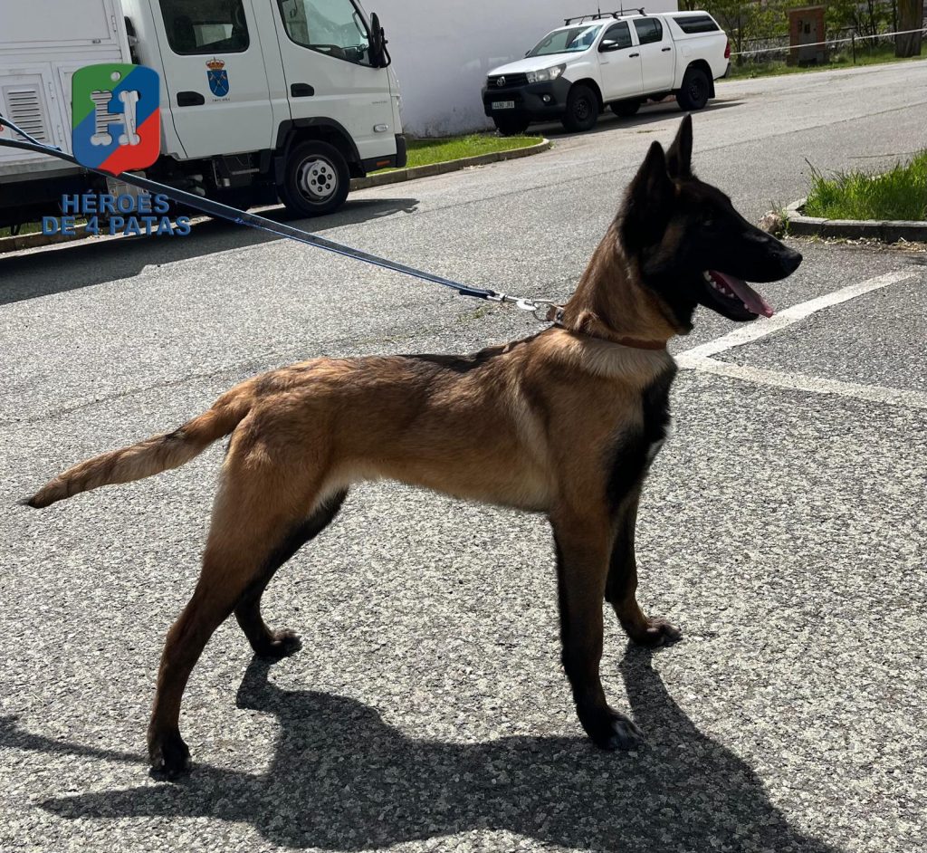 Coll, Pastor Belga Malinois