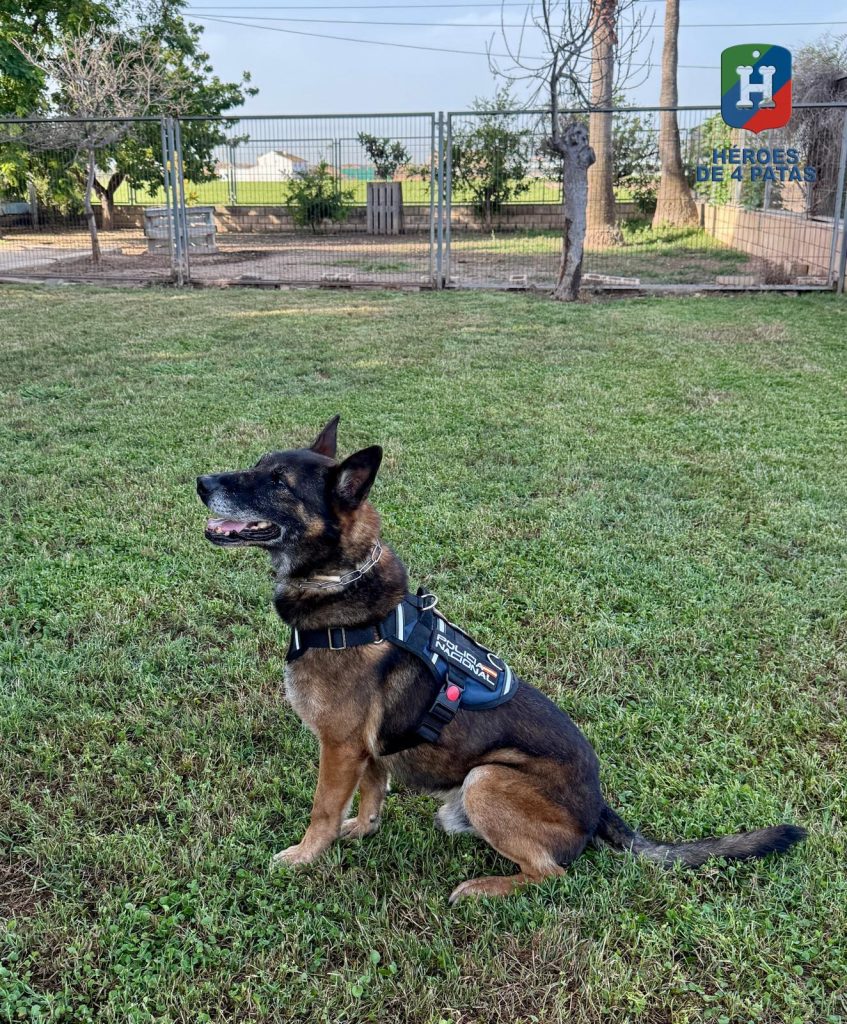 Zeno-Boss, Pastor Belga Malinois