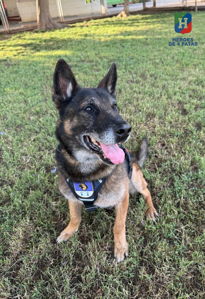 Zeno-Boss, Pastor Belga Malinois