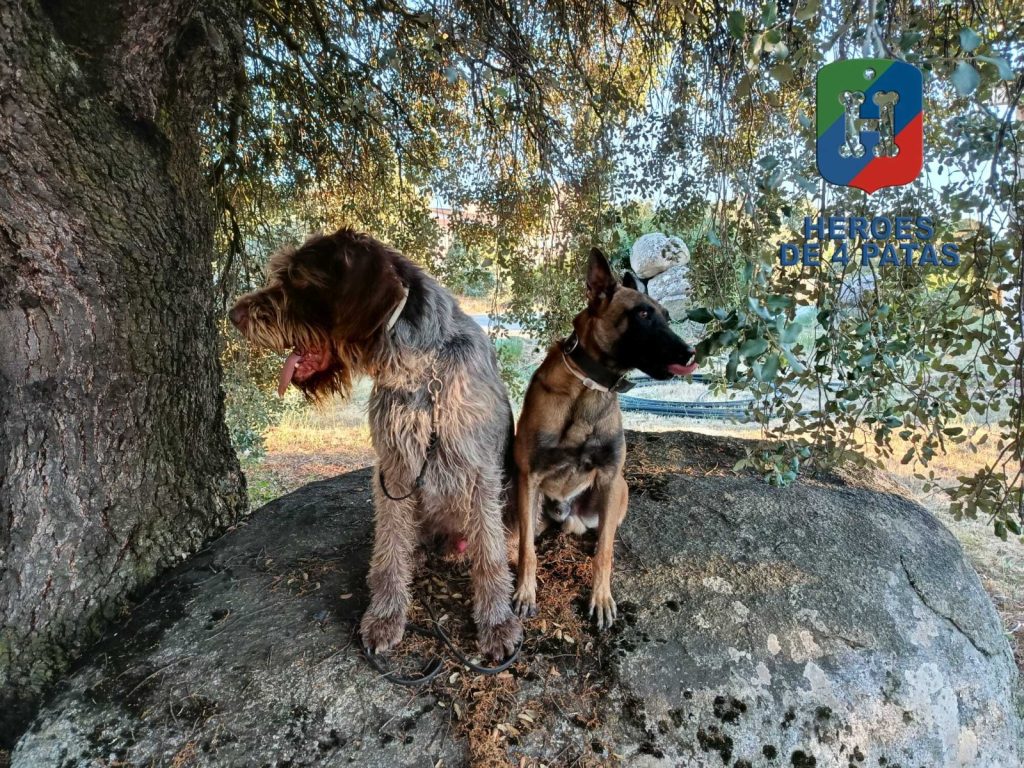 Draco, Braco de Drahatar