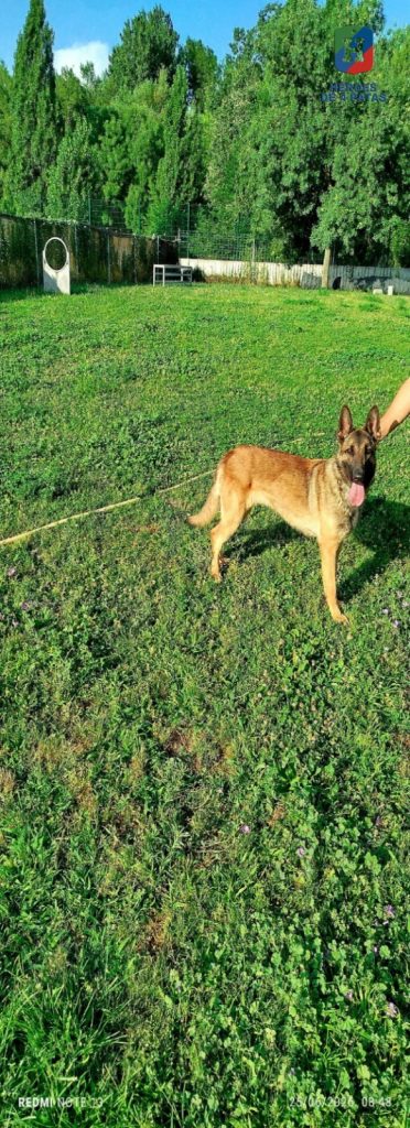 Jara, Pastor Belga Malinois