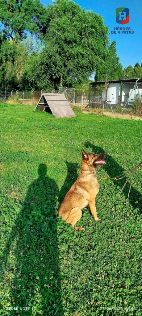 Jara, Pastor Belga Malinois